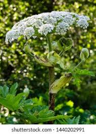 Attēlu rezultāti vaicājumam “Heracleum sosnowskyi flower”