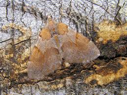 Attēlu rezultāti vaicājumam “Pennithera firmata”