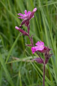 Image result for Silene dioica
