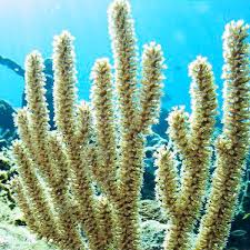 Attēlu rezultāti vaicājumam “Polypogon tentacularius”