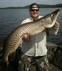 Image result for Esox masquinongy