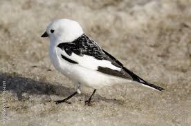 Attēlu rezultāti vaicājumam “Plectrophenax nivalis”