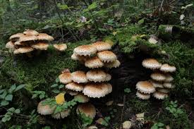 Attēlu rezultāti vaicājumam “Pholiota heteroclita”