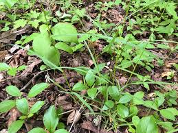 Attēlu rezultāti vaicājumam “Glyceria striata fruit”