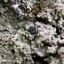 Attēlu rezultāti vaicājumam “Megalaria grossa”