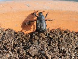 Attēlu rezultāti vaicājumam “Hoplia graminicola”