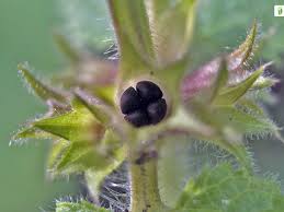 Attēlu rezultāti vaicājumam “Stachys sylvatica flower”