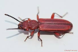 Attēlu rezultāti vaicājumam “Cucujidae”