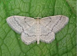 Attēlu rezultāti vaicājumam “Idaea sylvestraria”