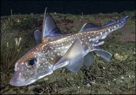 Image result for Hydrolagus colliei