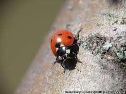 Attēlu rezultāti vaicājumam “Coccinella septempunctata imago”