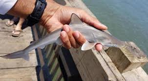 Image result for Rhizoprionodon terraenovae