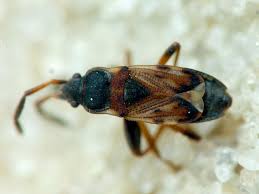 Attēlu rezultāti vaicājumam “Scolopostethus thomsoni”