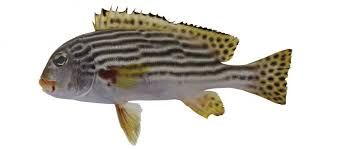 Image result for Diplodus lineatus