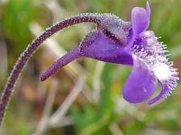 Attēlu rezultāti vaicājumam “Pinguicula vulgaris flower”