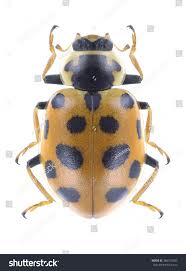 Attēlu rezultāti vaicājumam “Hippodamia tredecimpunctata”