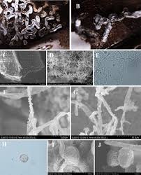 Attēlu rezultāti vaicājumam “Diderma chondrioderma spores”