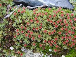 Attēlu rezultāti vaicājumam “Polytrichum piliferum”