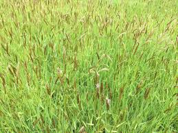 Attēlu rezultāti vaicājumam “Anthoxanthum odoratum”