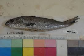 Image result for Menticirrhus saxatilis