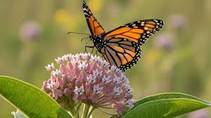 Image result for Cambridge Monarchs