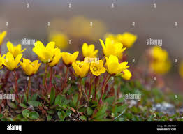 Attēlu rezultāti vaicājumam “Saxifraga hirculus flower”