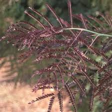 Attēlu rezultāti vaicājumam “Gleditsia triacanthos bud”