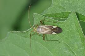 Attēlu rezultāti vaicājumam “Adelphocoris lineolatus imago”