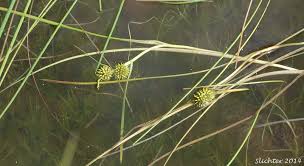 Attēlu rezultāti vaicājumam “Sparganium erectum aggr. leaf”