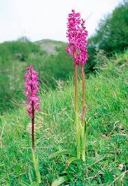 Attēlu rezultāti vaicājumam “Orchis mascula flower”
