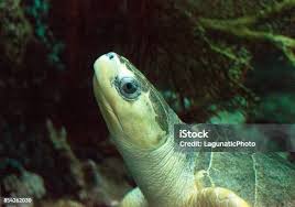 Image result for Lepidochelys olivacea