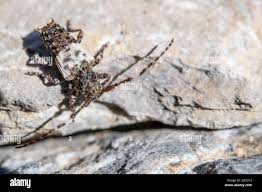 Attēlu rezultāti vaicājumam “Pogonocherus hispidulus”