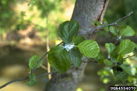 Attēlu rezultāti vaicājumam “Psylla alni”