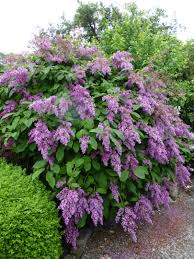 Image result for flieder