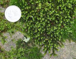 Attēlu rezultāti vaicājumam “Hedwigia ciliata sporophyte”