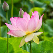 Attēlu rezultāti vaicājumam “Lotus sp. flower”