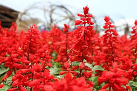 Image result for Salvia splendens