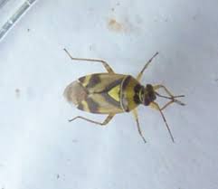 Attēlu rezultāti vaicājumam “Orthops basalis”