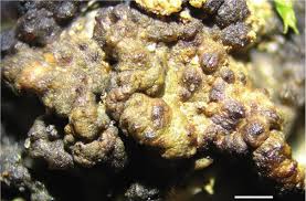 Attēlu rezultāti vaicājumam “Cliostomum corrugatum”