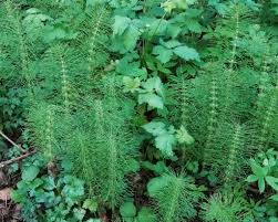 Attēlu rezultāti vaicājumam “Equisetum telmateia”