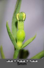 Attēlu rezultāti vaicājumam “Thesium alpinum flower”