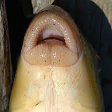 Image result for Moxostoma macrolepidotum
