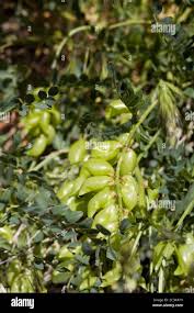Attēlu rezultāti vaicājumam “Astragalus danicus fruit”