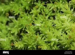 Attēlu rezultāti vaicājumam “Aulacomnium androgynum”