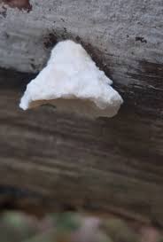 Attēlu rezultāti vaicājumam “Postia stiptica”