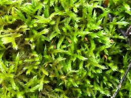 Attēlu rezultāti vaicājumam “Sciuro-hypnum curtum sporophyte”