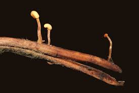 Attēlu rezultāti vaicājumam “Heyderia pusilla”