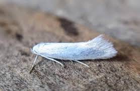 Attēlu rezultāti vaicājumam “Elachista argentella”