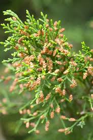 Attēlu rezultāti vaicājumam “Juniperus chinensis”