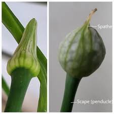 Attēlu rezultāti vaicājumam “Allium cepa bud”